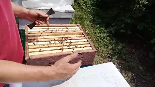 Терміни нарощування бджоли на головний взяток