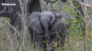 SafariLIVE Sunset - 14 April 2024