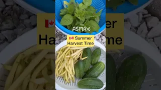 Asmr Harvest Vegetable Time Satisfying 🇨🇦 Summer #shorts