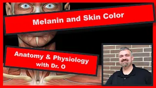Melanin and Skin Color:  Anatomy and Physiology