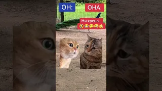 #котики #коты #прикол#смех#юмор#смешноевидео #fun #funny #funnyvideos #funnyshorts#funnycats