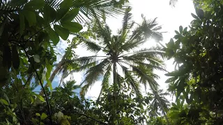 Coconut nectar harvesting