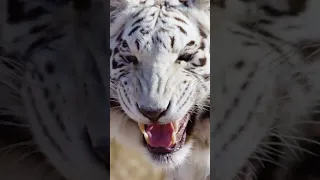 Tigers in the Wild