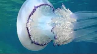 medusa polmone di mare in passeggiata