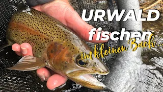 URWALD FISCHEN im kleinen Bach / Fliegenfischen im Dschungel