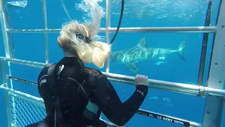 Shark cage diving in Port Lincoln, Australia for Mpora