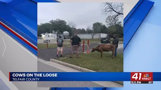 Cattle escape trailer in downtown McRae-Helena, roundup ensues