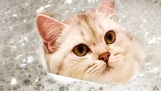 Funny Cat Simka Смешные коты  Приколы с котами Kittens Prank Magic Cats