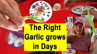 HOW to Grow Garlic from Store Bought EASY HACK KNOW Right 1 to BUY for Garden or Container Gardening