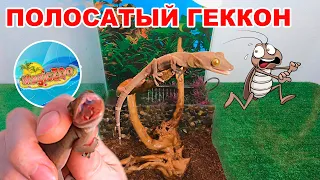 Полосатый геккон.  Берегите пальцы! Террариум для ящерицы.