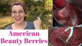 American Beauty Berries: Identification, Uses, and Juicing