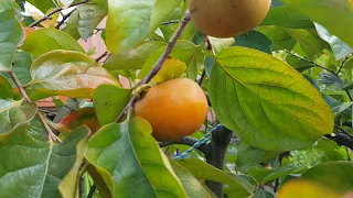Fuyu Persimmon Come in Two Sizes - Small and Jiro