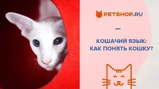 КОШАЧИЙ ЯЗЫК: КАК ПОНЯТЬ КОШКУ?