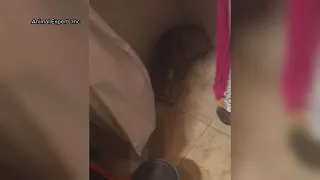 Watch: Bobcat captured in Tucson woman's closet