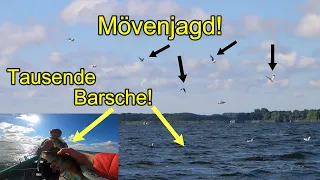 Müritz? Mövenjagd? Barschjagd? Und wir mittendrin! Tausende Barsche unter unserem Boot! Eskalation!!