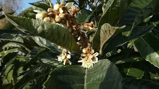 Loquat in flower / Lokvat alli japonska nešplja cveti