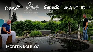 Modern Koi Blog #6083 - Benis sehr alter Kleinteich mit Riesenkoi