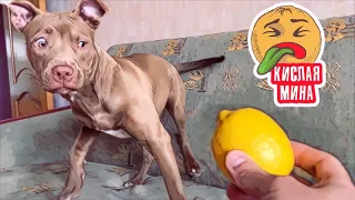 Реакция Моих Собак на Лимон 😂 / My Dogs ' Reaction to Lime