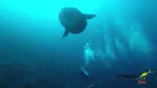 Mola mola , Diving in Cristal Bay and SD.