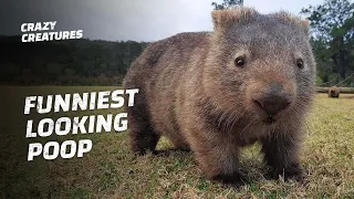 Wombats Have Cube-Shaped Poop