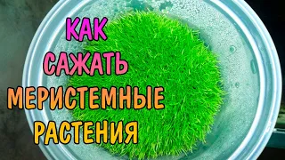 КАК ВЫСАЖИВАТЬ МЕРИСТЕМНЫЕ РАСТЕНИЯ