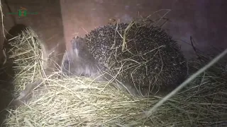 Meet STUMPY. A disabled 3 legged hedgehog rescued from Hatfield - Hornbeam Wood Hedgehog Sanctuary