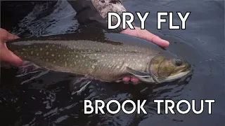 Dry Fly Giant Brook Trout | Labrador