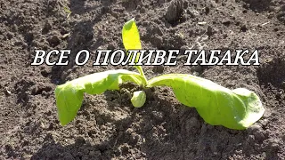 ВСЕ О ПОЛИВЕ ТАБАКА