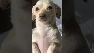 Sad Dog Makes It Hard to Say Goodbye.