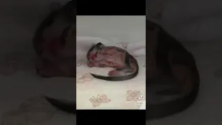 Tiny baby Southern Flying Squirrel. Part 2 #viraltiktok #tiktokviral