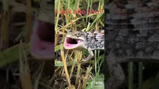 Alligator Lizard bite