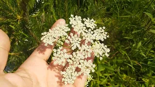 Цветки сныти тоже в чай?🙄🤭