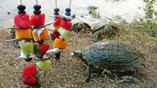 Turtles Love Shish Kabobs!