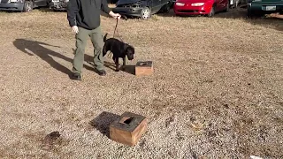 Kilo  Narcotic search  on boxes detection dog training