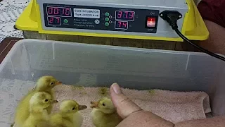 How To Successfully Hatch Duck Eggs Part 4