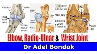 Elbow Joint, Radio-ulnar Joints and Wrist Joint, Dr Adel Bondok