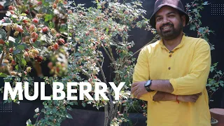 How to grow mulberry plant? potting soil for mulberry. Part 1