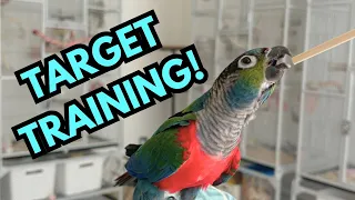 Parrot Target Training Tutorial - teach your bird this easy trick! | BirdNerdSophie