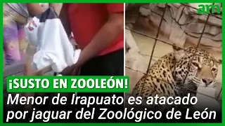 Jaguar ATACA a Niño que saltó la seguridad en Zoológico de León