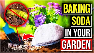 1 Spoon Of Baking Soda In Your Garden Every Day For 1 Month DOES THIS!