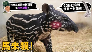 【從零開始】馬來貘!貘花豆!超紅畫家筆下的古代神獸?白居易靠他治頭痛?GG形狀奇特?有一對翅膀?為何小時候跟長大不 一樣?【許伯簡芝】台北市立動物園!貘豆!貘克!Malayan tapir!
