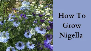 How To grow Nigella | Love In A Mist