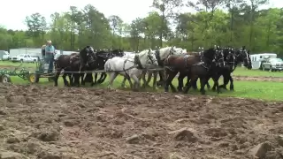 North Carolina Work Horse and Mule Association