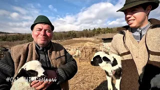 📍 Dragostea pentru ciobănie, îndeletnicire transmisă peste generații - Familia MĂRGINEAN din IERNUT🆕