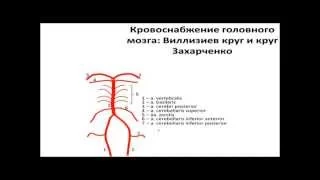 Кровоснабжение головного мозга.  Виллизиев круг