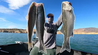 Found a MEGA SCHOOL of BIG Stripers! (Castaic Lake) Striped Bass Fishing