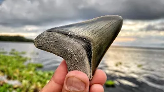Megalodon Shark Tooth Hunting in Florida | Fossil Hunting on Dirt Roads for Huge Shark Teeth