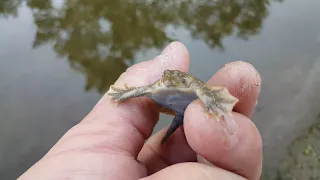 Smooth Softshell (Apalone mutica) - 20190903 173142