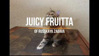 Сибирские котята | Питомник "РУССКАЯ ЗАБАВА" | Cattery "of Russkaya Zabava" | Siberian kittens