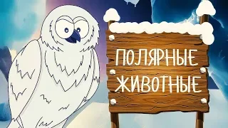 ПОЛЯРНЫЕ ЖИВОТНЫЕ! Учим животных - развивающие мультики для детей на русском